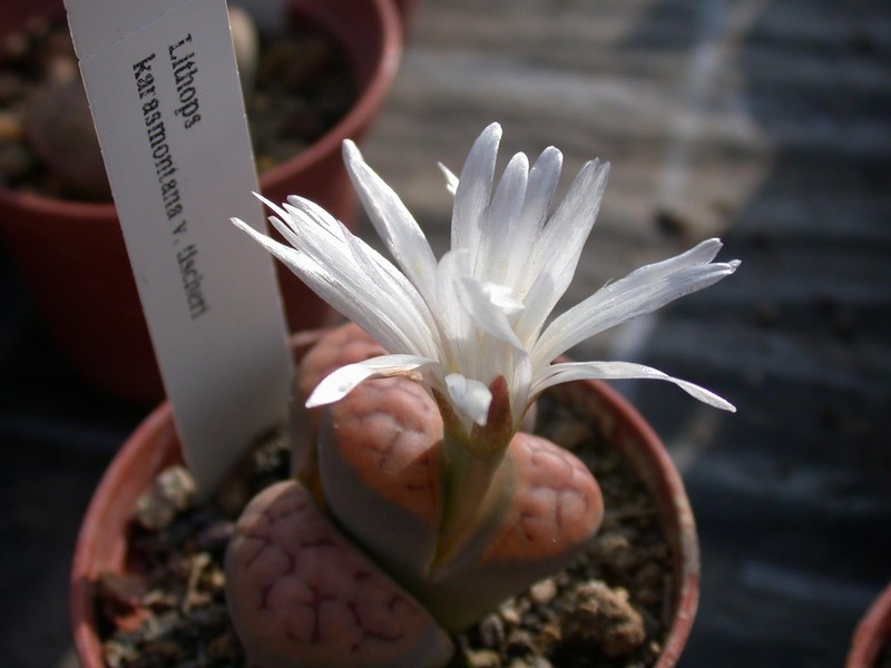 lithops karasmontana tischeri 01