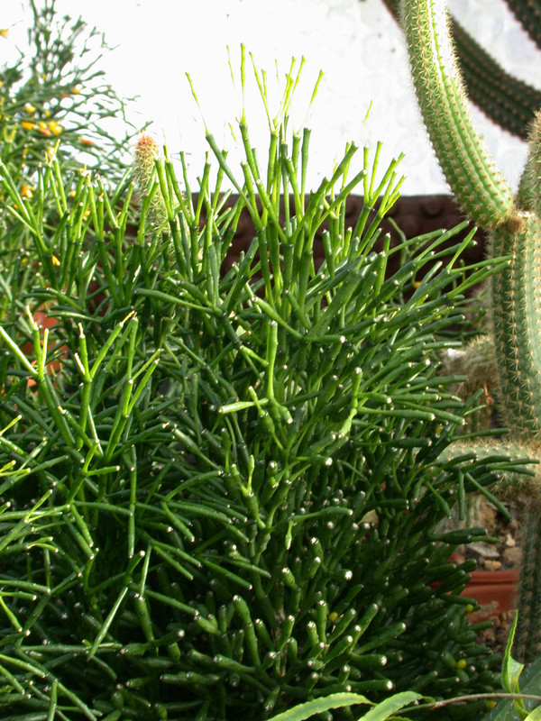 hatiora balsasoides