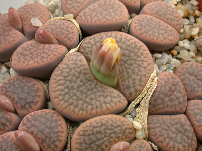 lithops hookeri marginata ceriseform c88 04