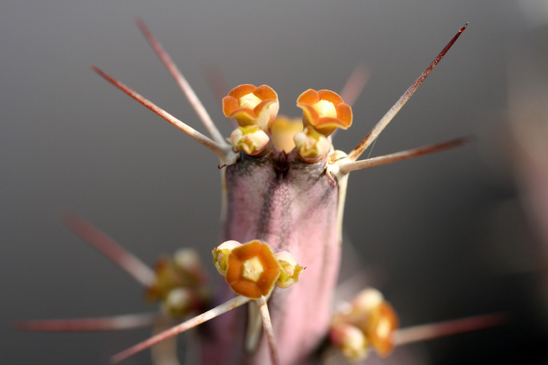 euphorbia samburnensis 0379