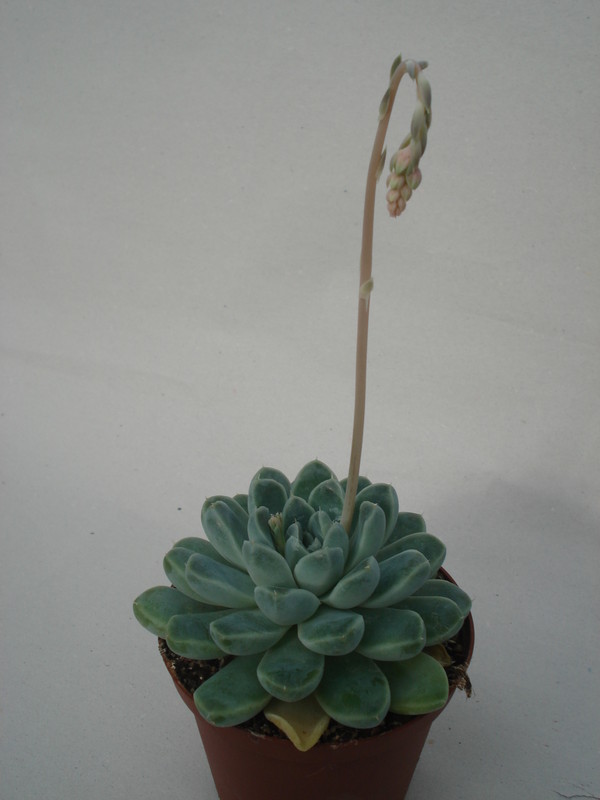 echeveria halbingeri 8300