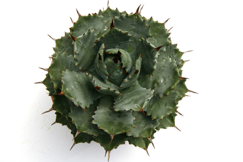 agave verschaffeltii 0390