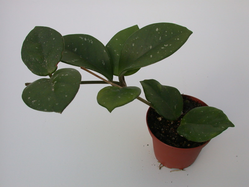 hoya carnosa motoskei 1419