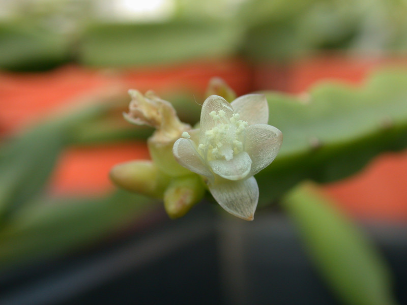 rhipsalis pentaptera 01