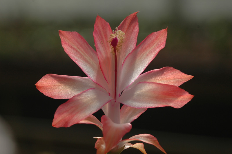 schlumbergera coral cascade 8203