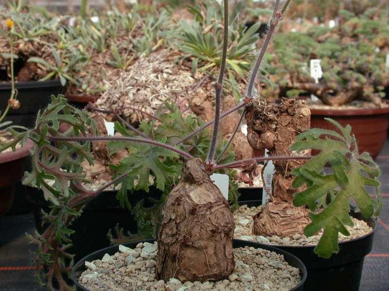 pelargonium pulverulentum es 10169 05