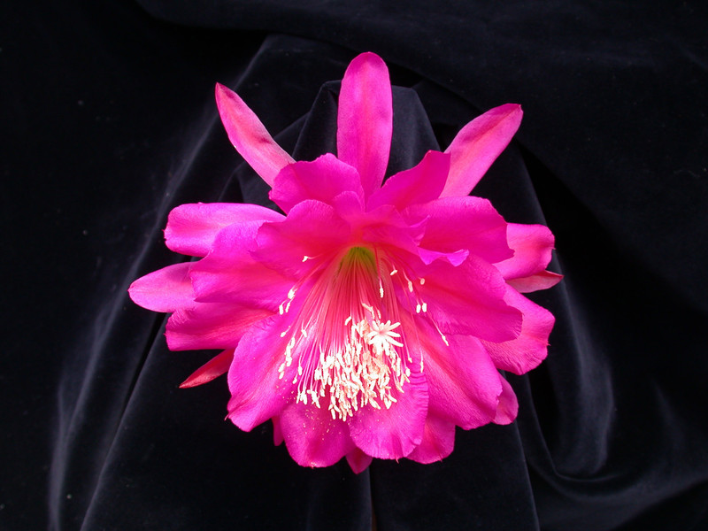 eh rose of lancaster 8790 03