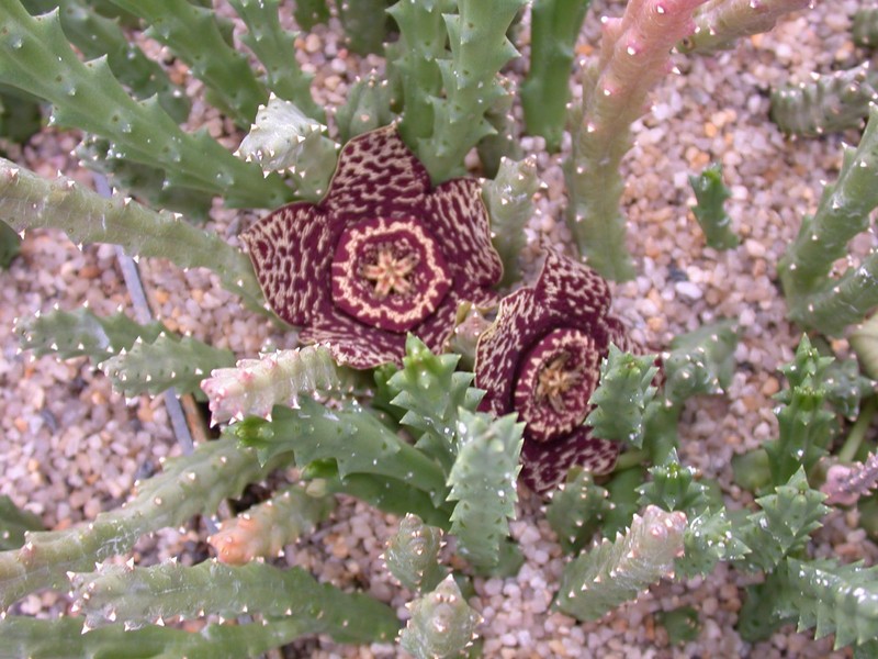 stapelia variegata2