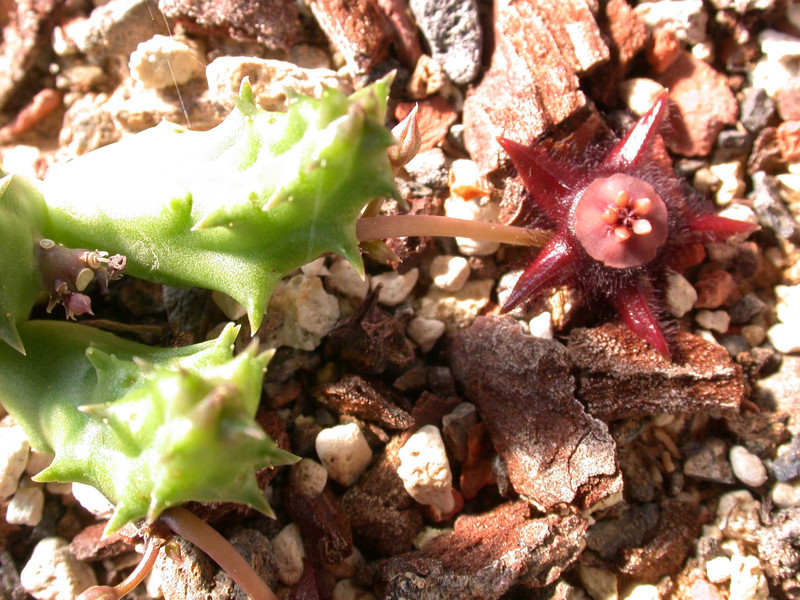 duvalia elegans robertson 03