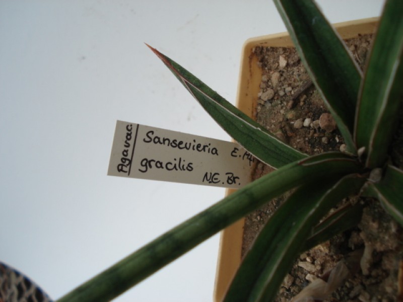 sansevieria gracile 4777
