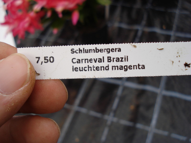 schlumbergera carneval brazil 1587