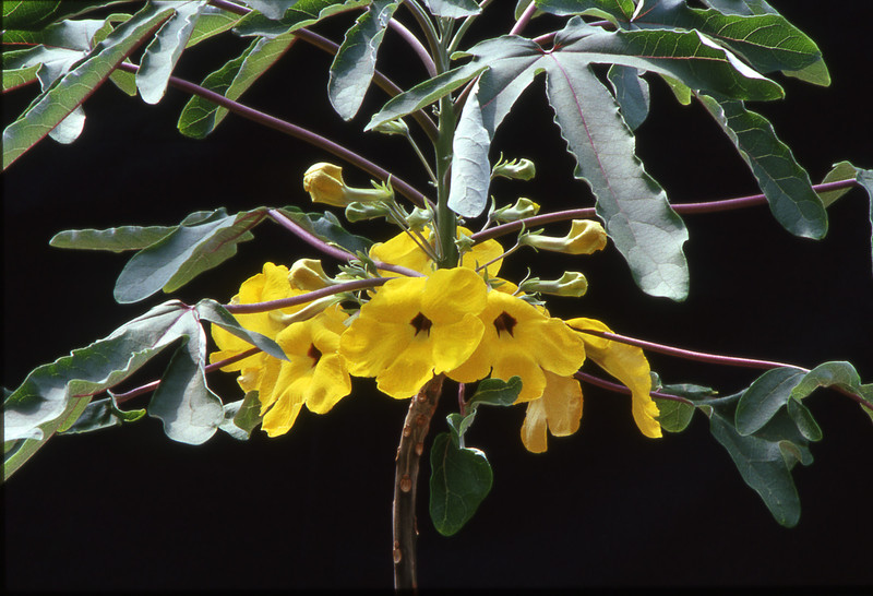 uncarina decaryi