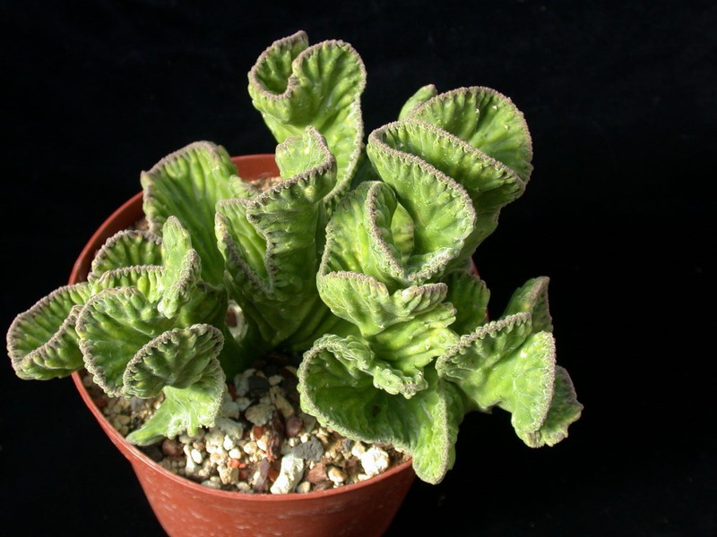 stapelia desmetiana cristata 01