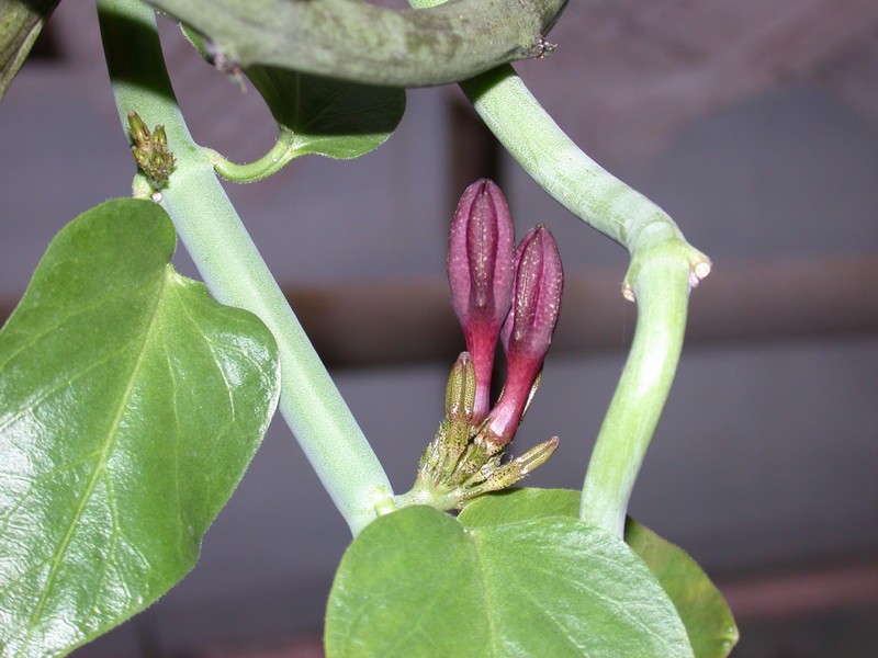 ceropegia nubicola mang413 3