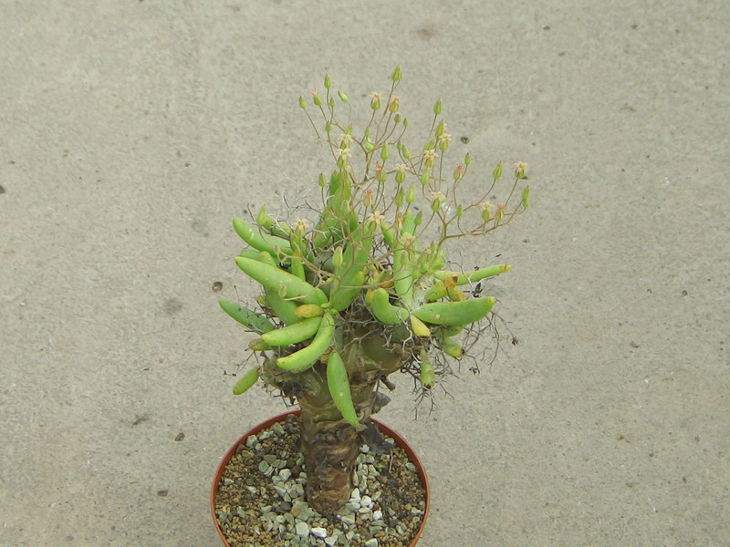 tylecodon reticulatus 1587