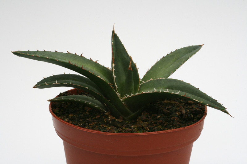 agave ghiesbreghtii 8820