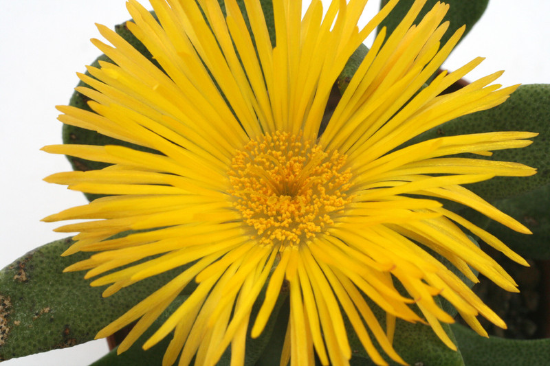 pleiospilos compactus minor 4238