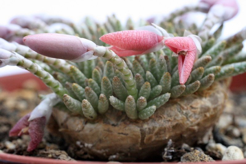 anacampseros alstonii 9551