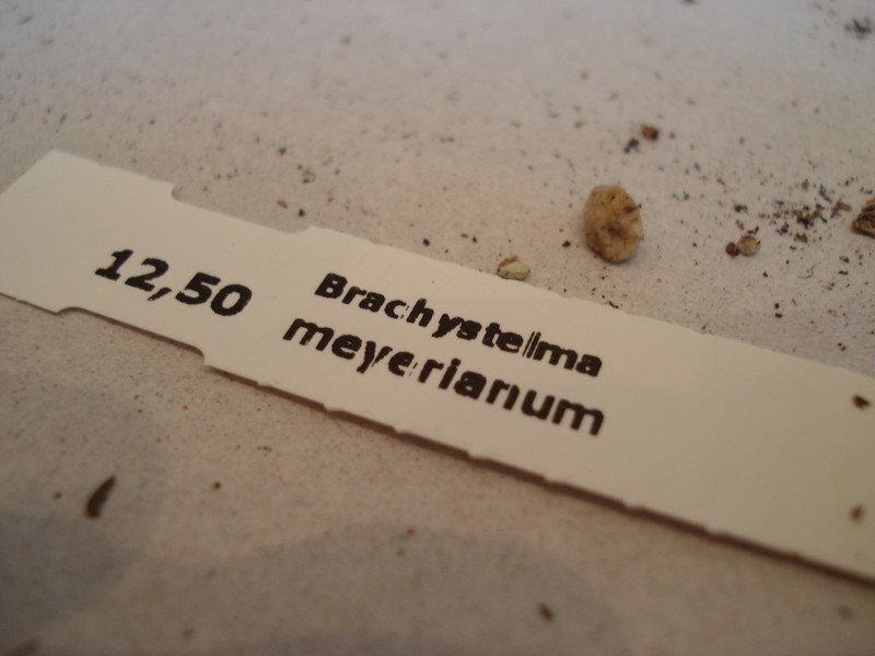 brachystelma meyerianum 150