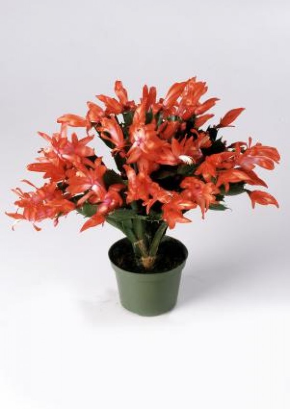 schlumbergera thor alice