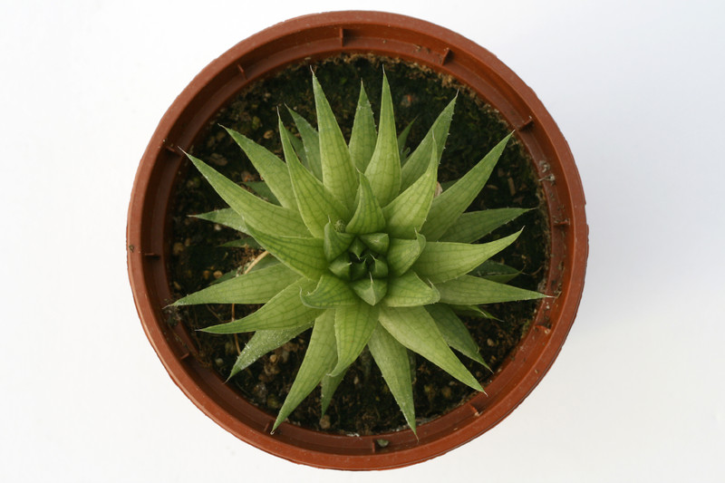 haworthia marumiana graaf reinet 7265