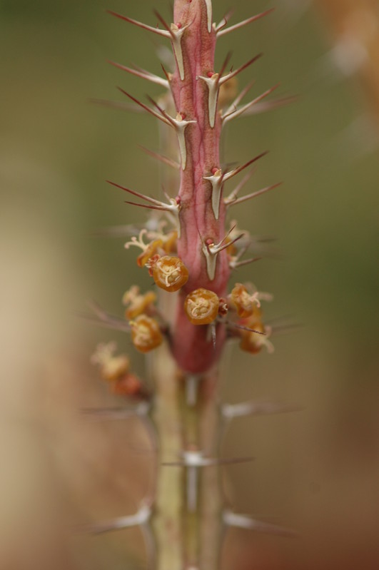 euphorbia samburnensis 1064