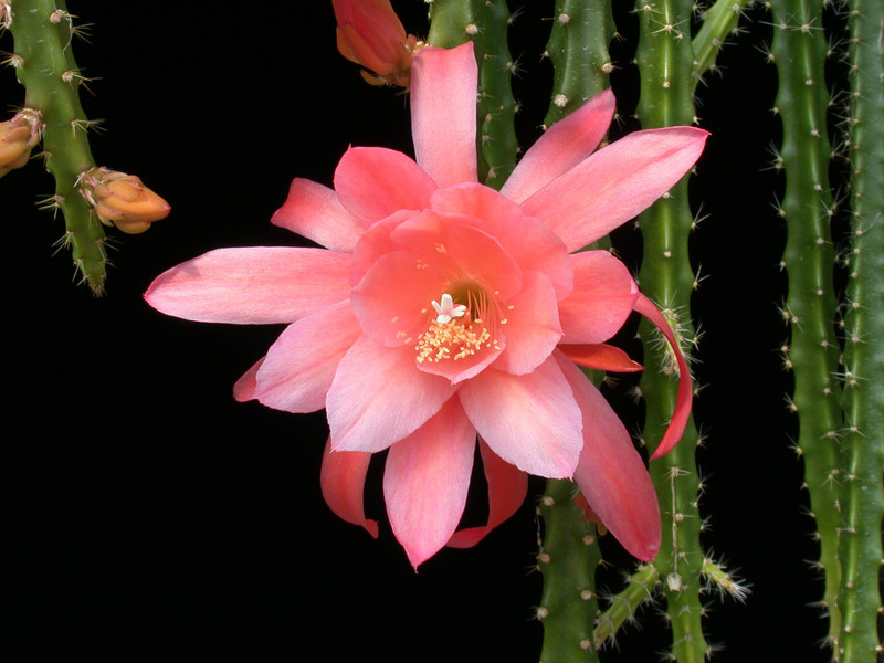 aporocactus sussex peach 01