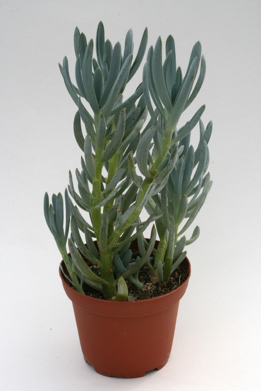 senecio serpens 7546