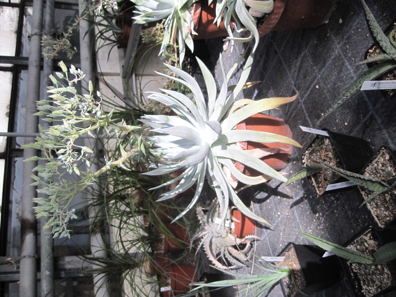 dudleya brittonii 6056