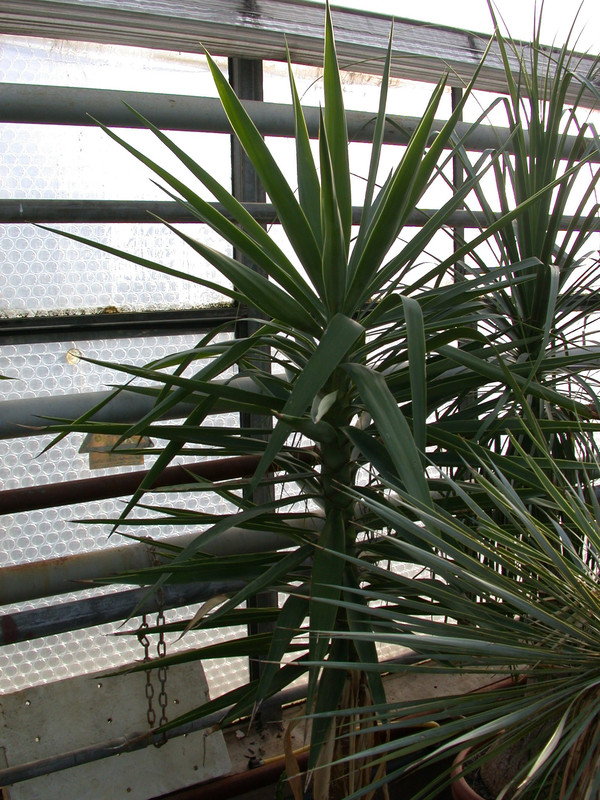 yucca elephanthopus1