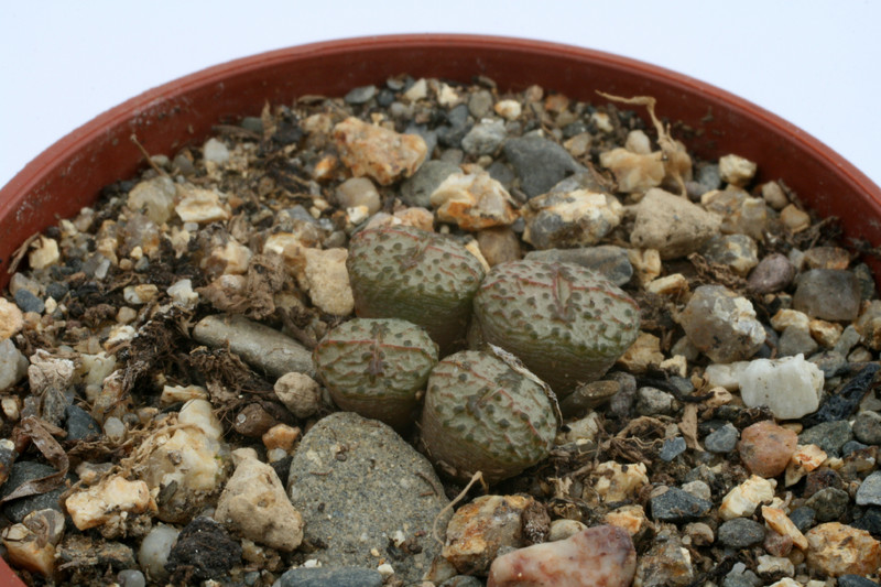 conophytum obcordellum stenandrum kinderle 2910