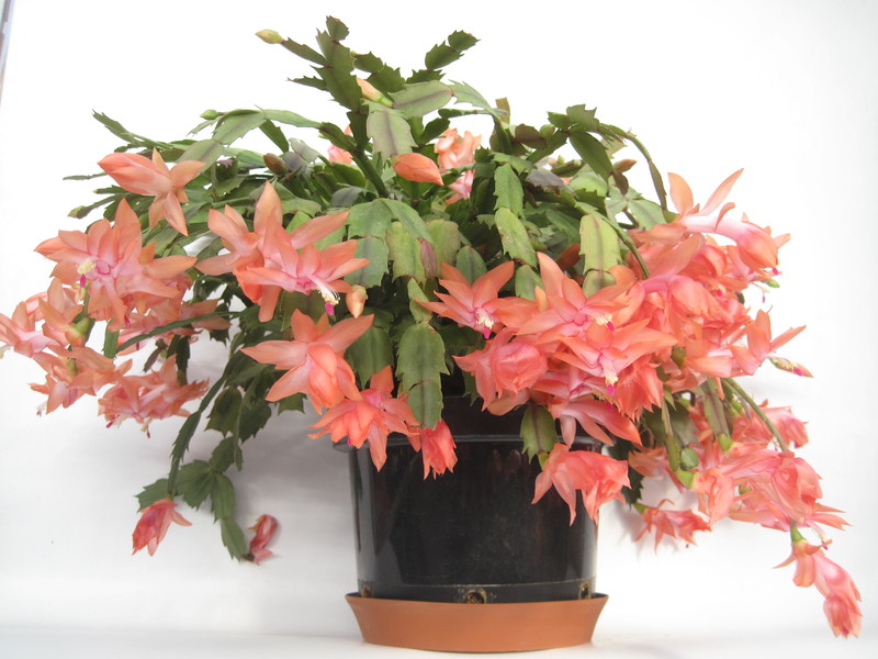 schlumbergera christmas fantasy 7694
