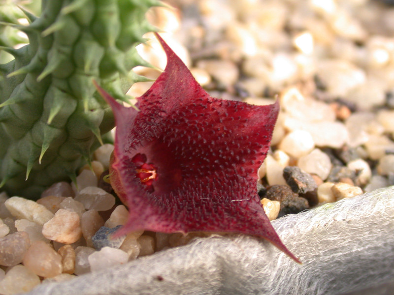 huernia angolensis03