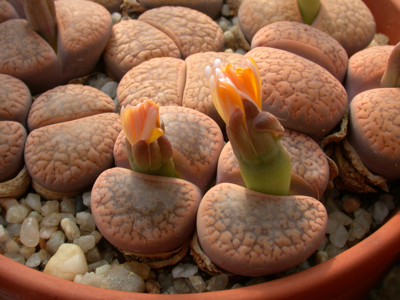 lithops aucampiae koelemannii c16 03