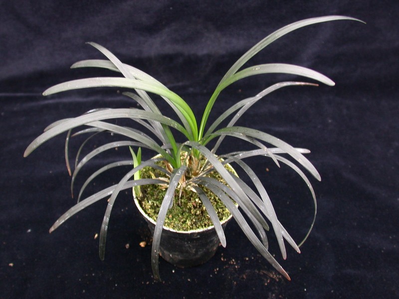 ophiopogon planiscapus nigrescens 01