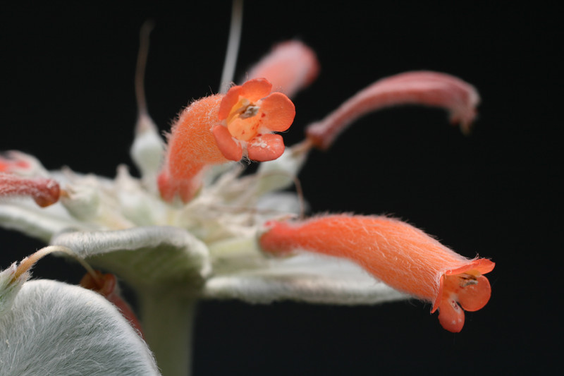 rechsteineria leucotricha 1140