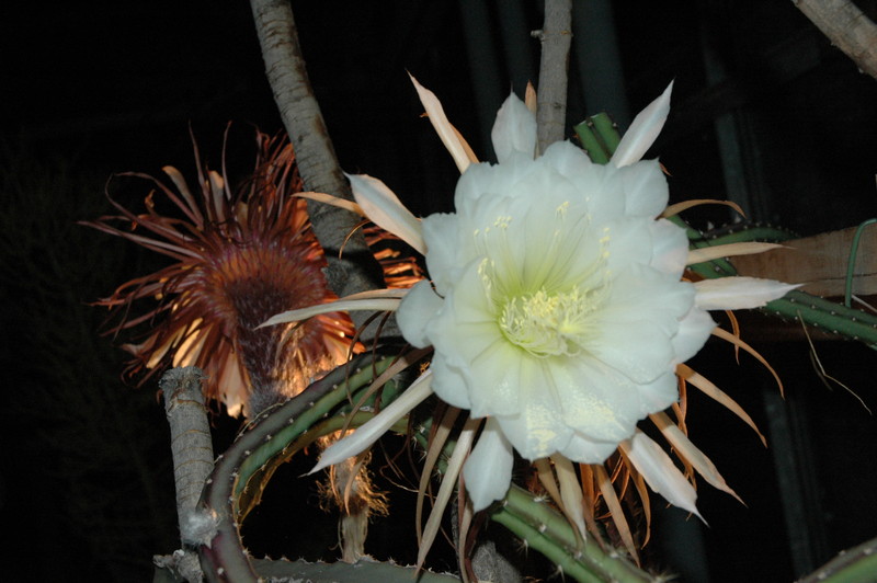 selenicereus grandiflorus koenigin 2006 05 9752