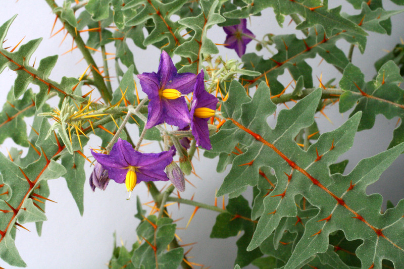 solanum quitoense 0349