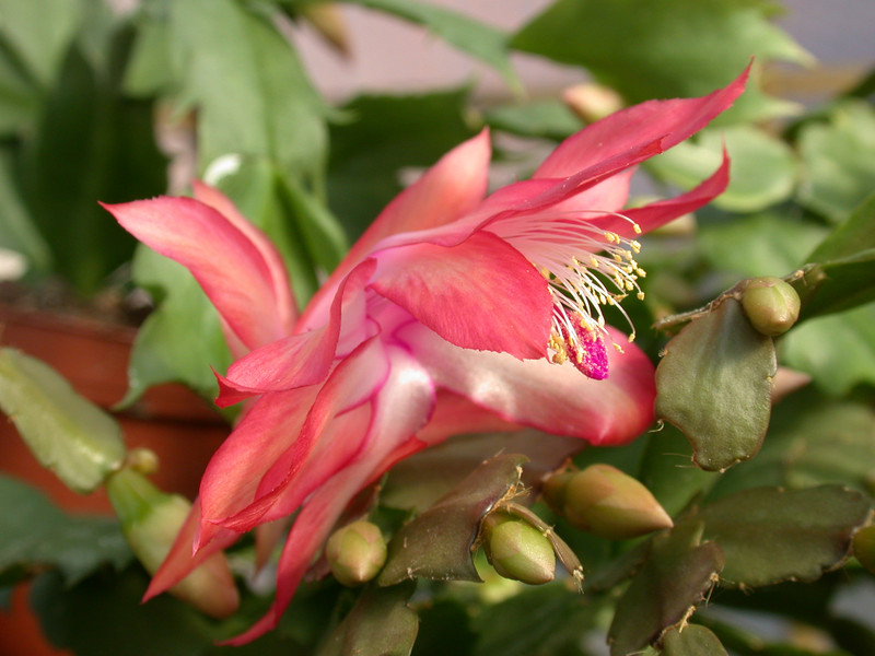 schlumbergera coral cascade 09