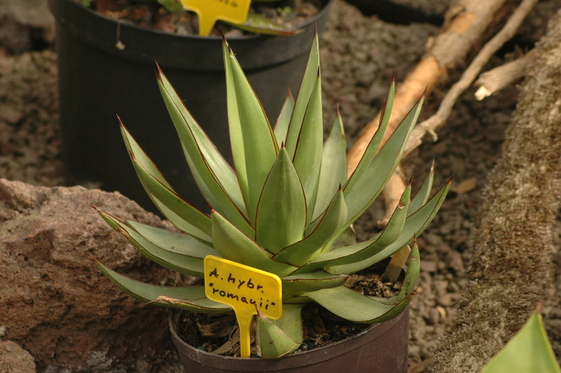 agave hyb romanii 02