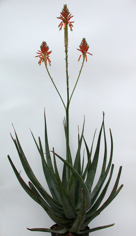 aloe vera hybride