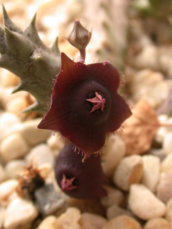 orbea prognatha d883 01