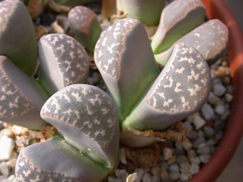 lithops meyeri c272 sb1125 03