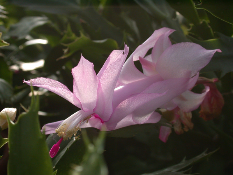 schlumbergera pastel 02