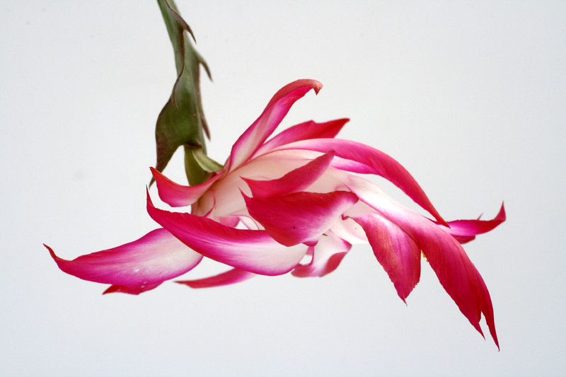 schlumbergera bristol rose ve 1609