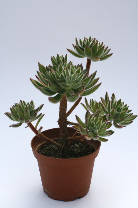 echeveria set oliver 7929