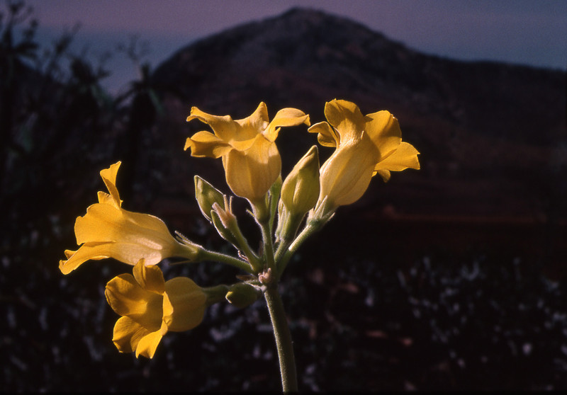 pachypodium horombense