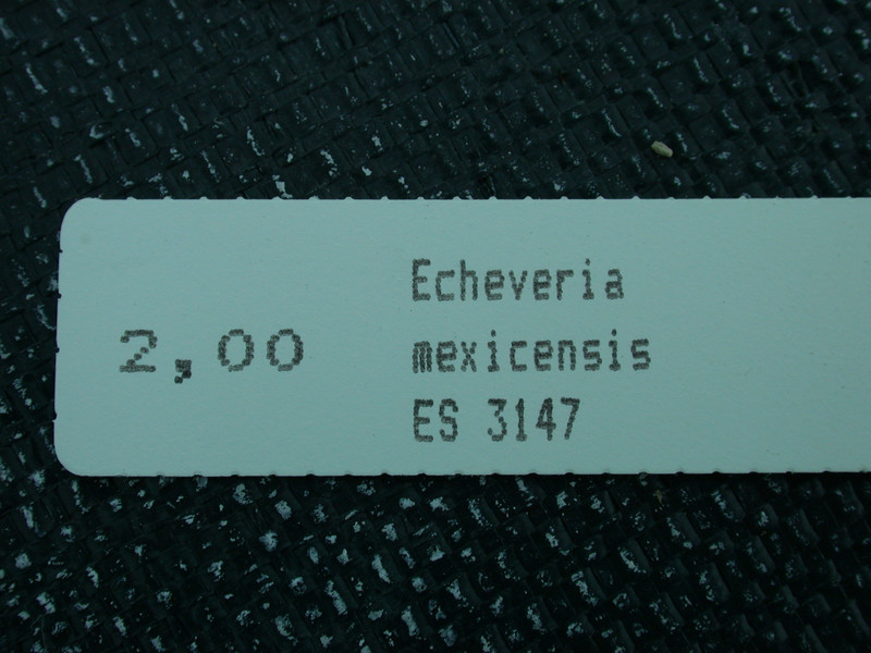 echeveria mexicensis es3147 04