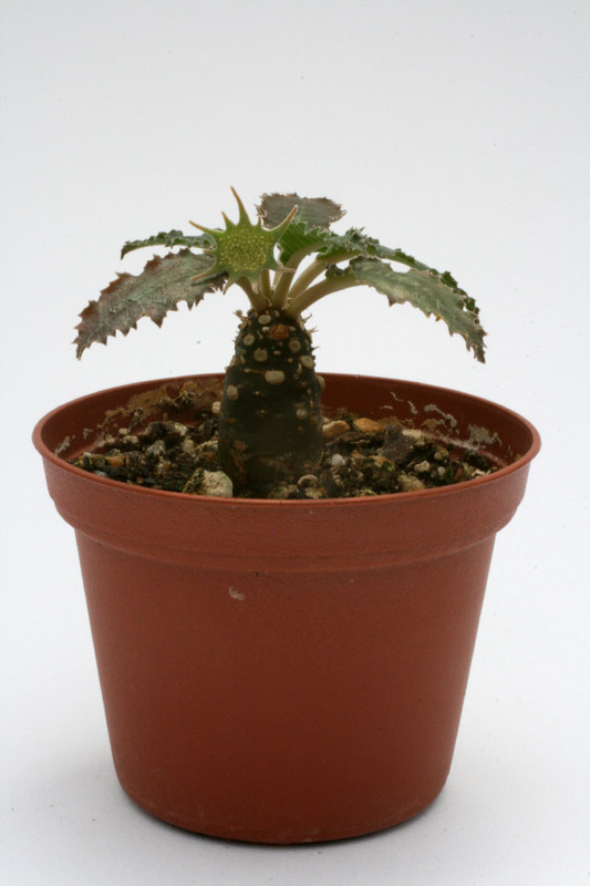 dorstenia crispa 9952
