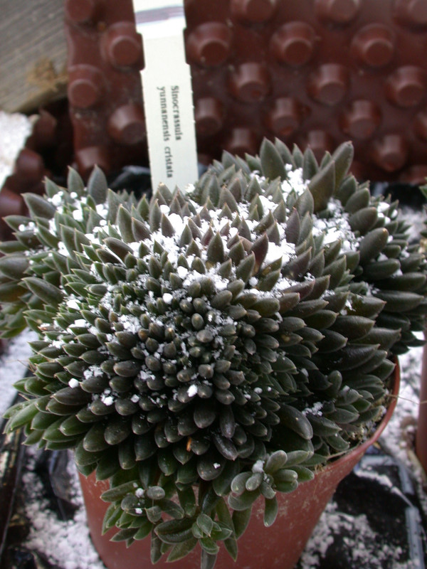 sinocrassula yunanensis crist
